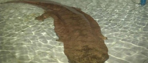 salamandra1