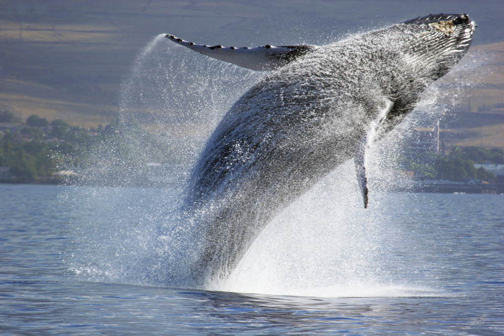 whale-jumping