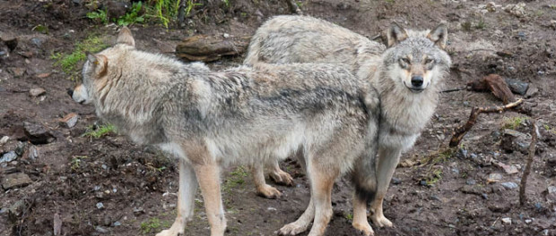 wolf_canis_lupus_cw-3