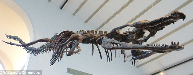 crocodil