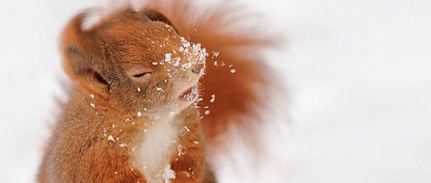 cute-squirrel-photography-131__700