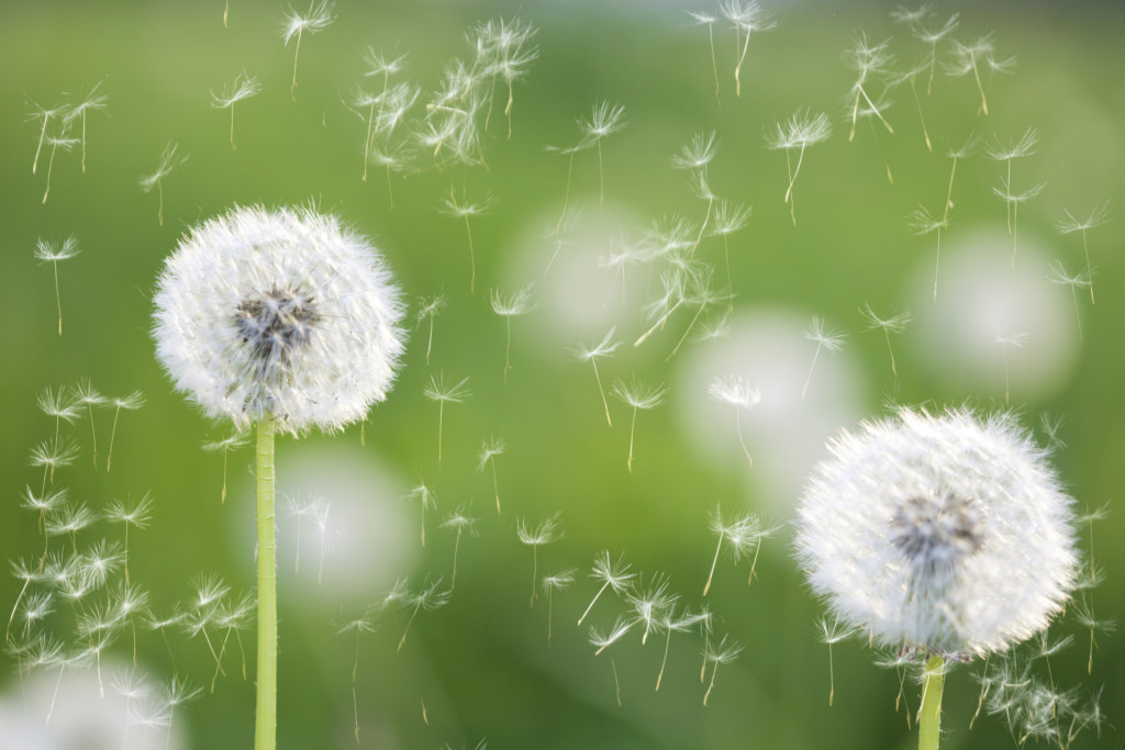 dandelions