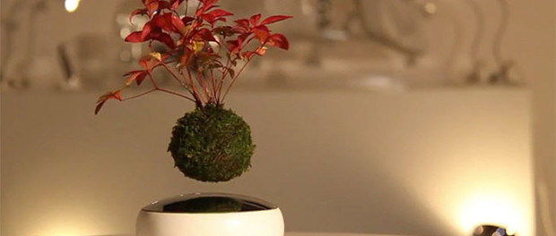 floating-bonsai-trees-air-hoshinchu-25