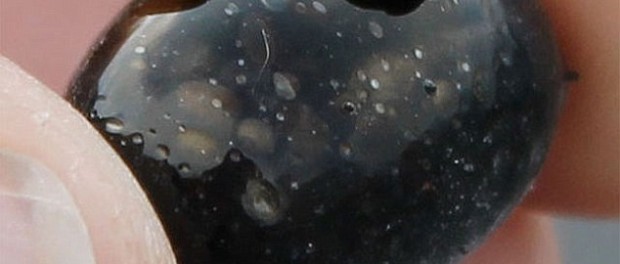 lacruima lui pele