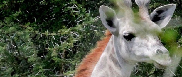 white-giraffe-leucism-albino-rare-animals-omo-tanzania-9