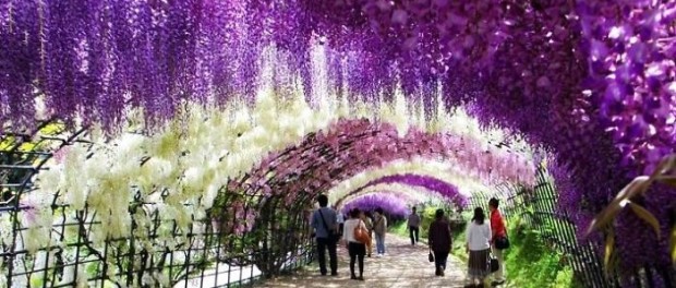 23005-700-1455794940-Wisteria-Tunnel-004__700