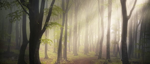 i-create-stories-of-the-forests-7__880
