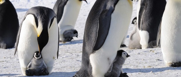 pinguini