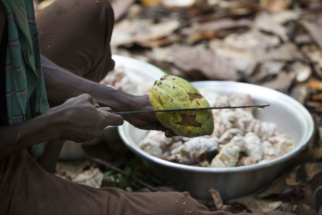 Ghana Cocoa