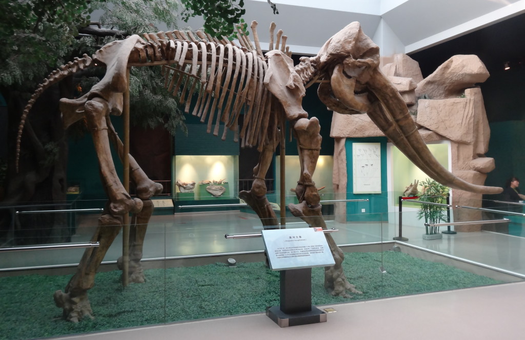 stegodon2