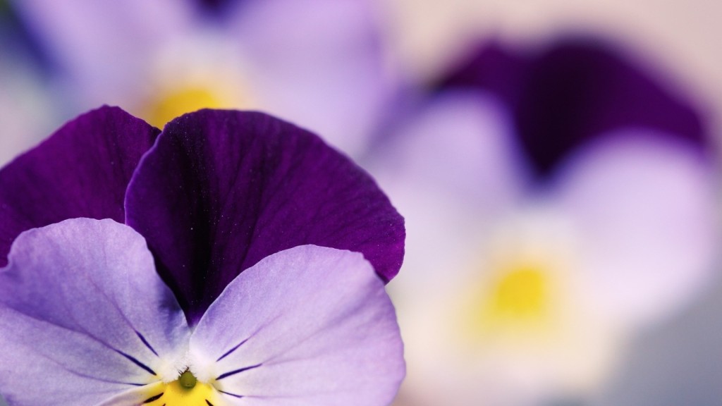 viola-tricolor-pansy-flower-closeup-1