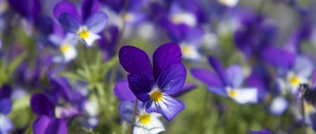 violets-flower-wallpaper-1920x1080-2200