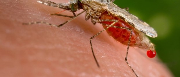 zika