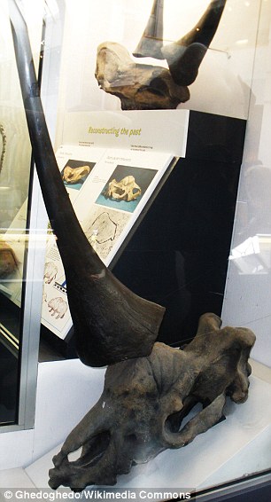 3273BA9100000578-0-Although_no_horns_have_been_found_for_Elasmotherium_sibircum_sci-a-8_1458653883990