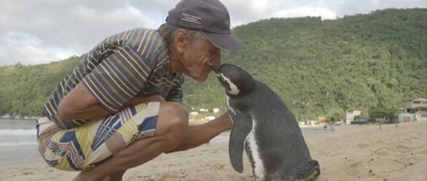 man-saves-penguin-returns-swims-5000-miles-18