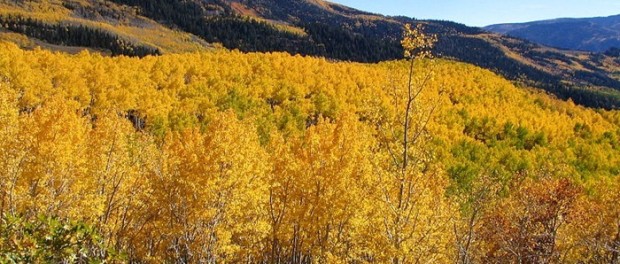pando