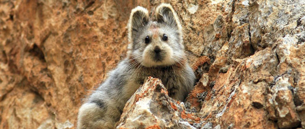 pika