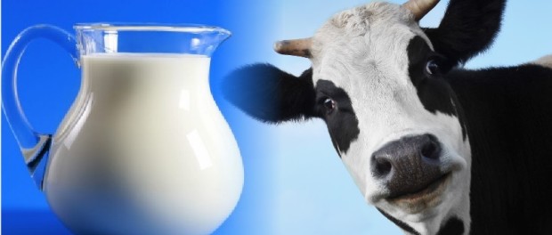 vaca mirata
