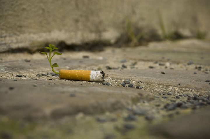 Cigarette-Butts-Are-Transformed-Into-Plants-4