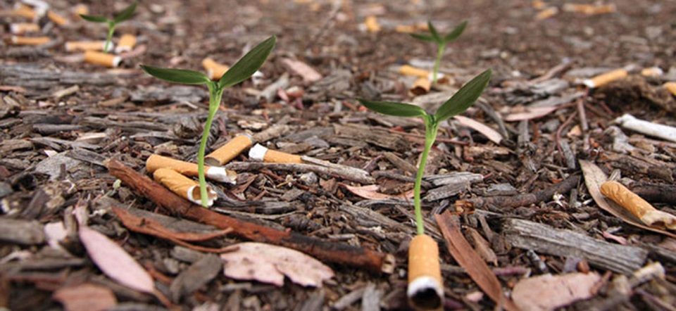 cigarettes-with-seeds