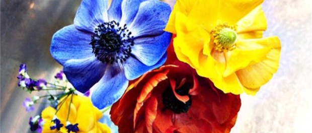 flori tricolore