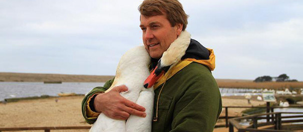 injured-swan-hugs-man-richard-wiese-born-to-explore-abbotsbury-swannery-16