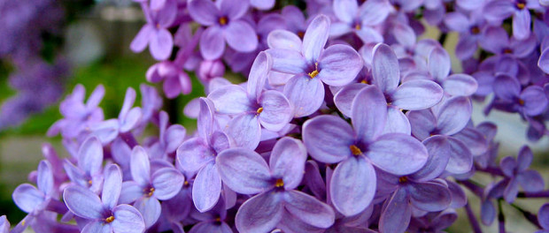 liliac-taranesc1