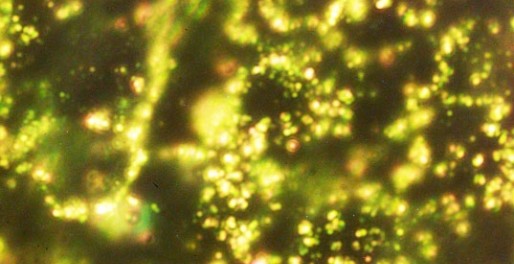 nanoparticule din aur
