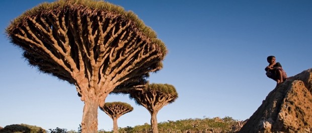 socotra