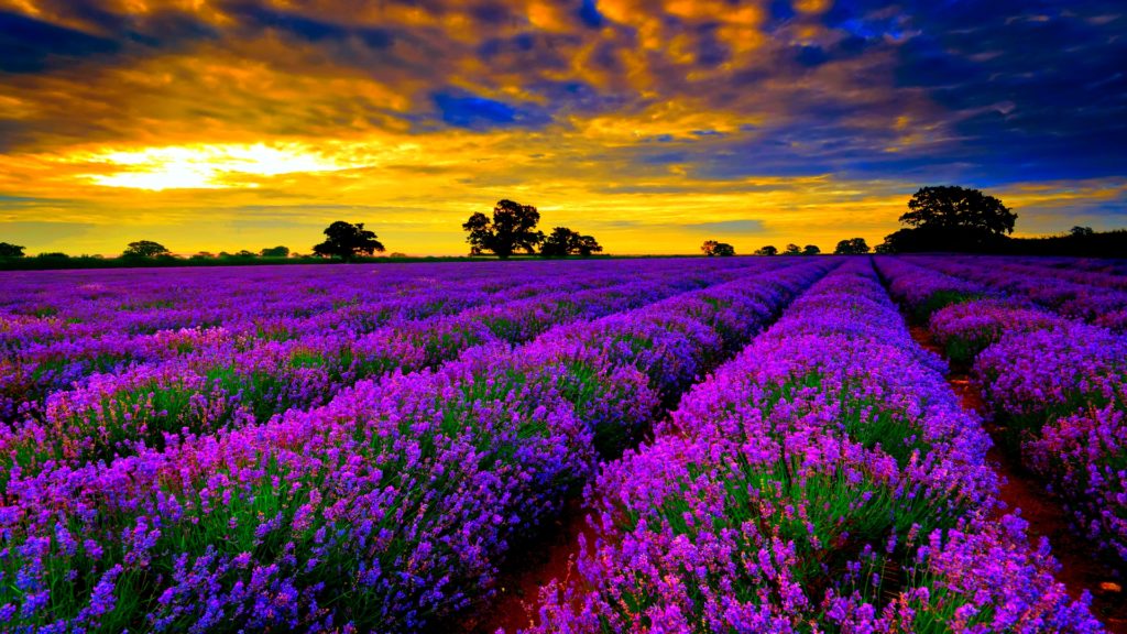 635892769765283530-1833925999_Beautiful-Lavender-Fields-Of-France