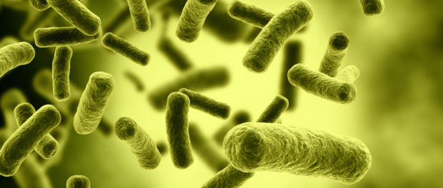 ecoli22