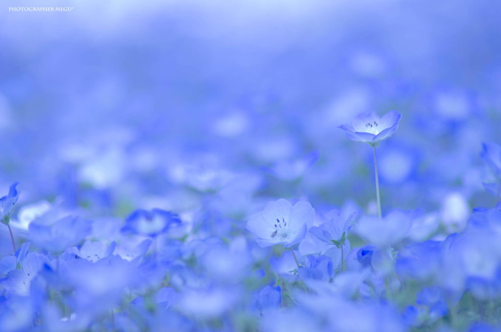 flower-4