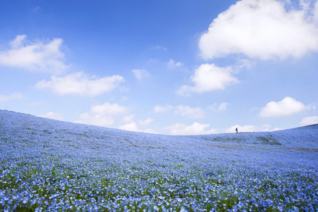 flower-5