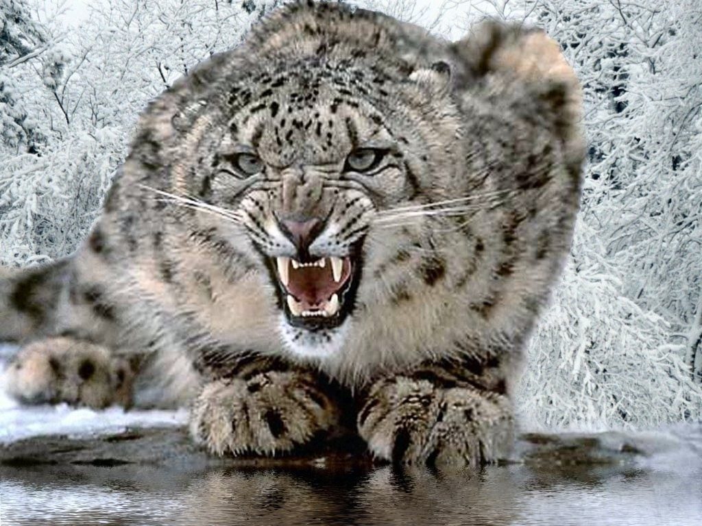 leopard 1