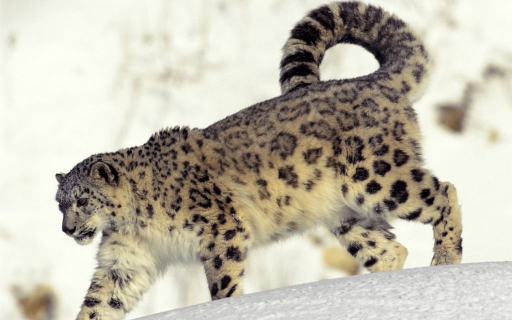 leopard 2