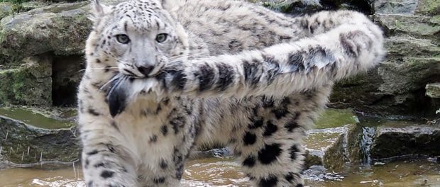 leopard 5