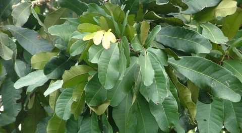 plante