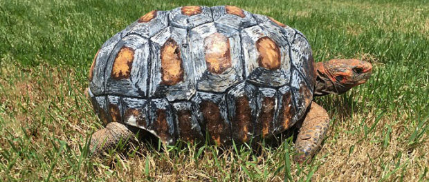tortoise-3d-printed-shell-freddy-4