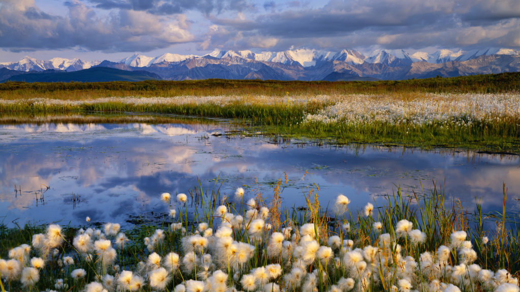 Cottongrass (Eriophorum sp) and Alaska Range, Denali National Park and Preserve, Alaska