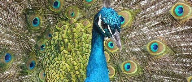 71748-Close-Up-Peacock