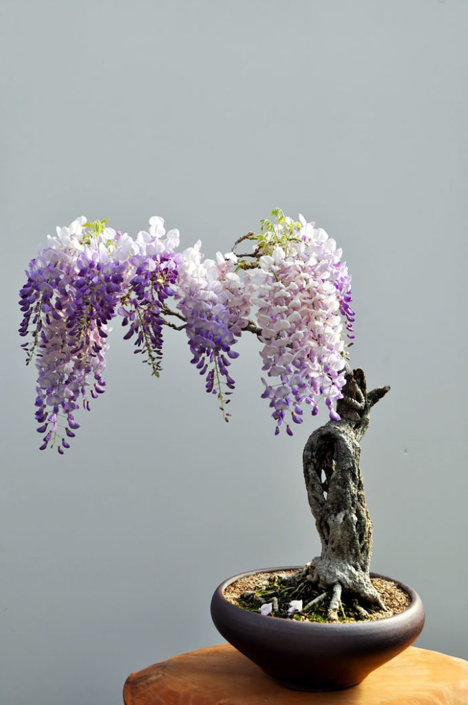 bonsai7
