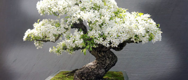 bonsai8