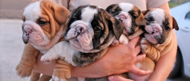 english-bulldog-puppies