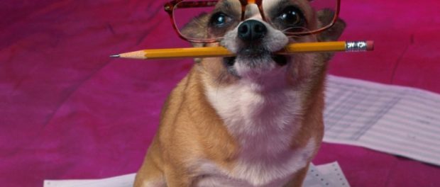 funny dog