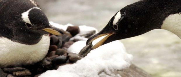gentoo