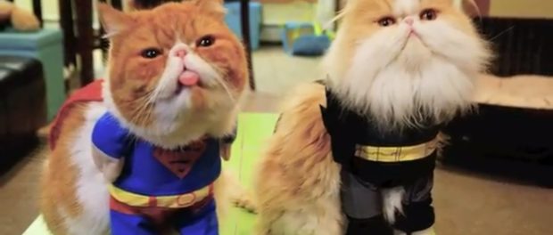 o-KITTYSUPERHEROHALLOWEEN-facebook