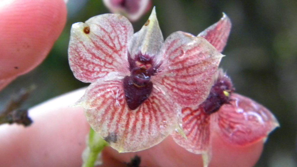 orhidea deav