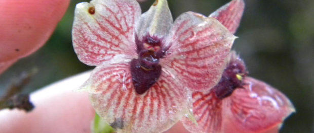 orhidea deav