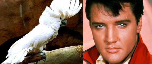 papagal elvis