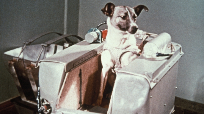 ask-animals-in-space-170983471-E
